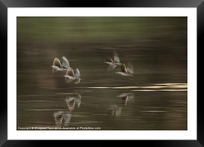 Flying in slow motion Framed Mounted Print by Bhagwat Tavri