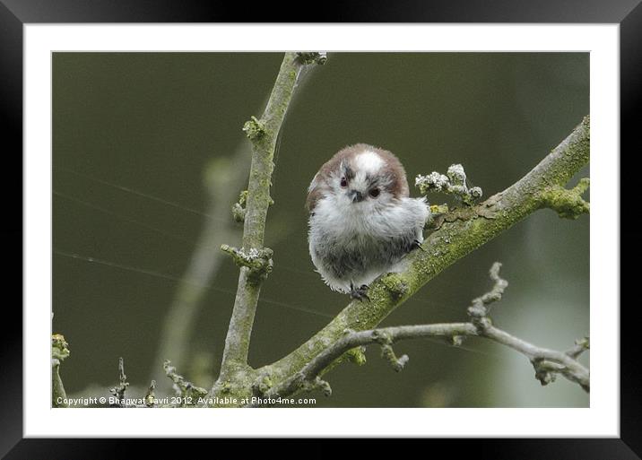 Long-tailed Tit Framed Mounted Print by Bhagwat Tavri