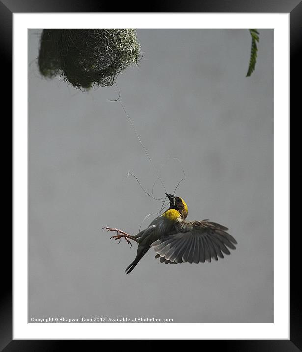 Baya Weaver [m] Framed Mounted Print by Bhagwat Tavri