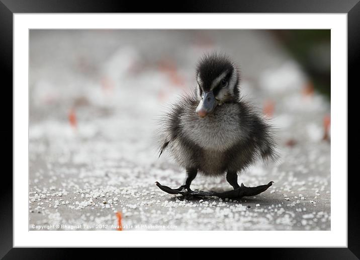 BABY of Lesser Whistling Duck Framed Mounted Print by Bhagwat Tavri