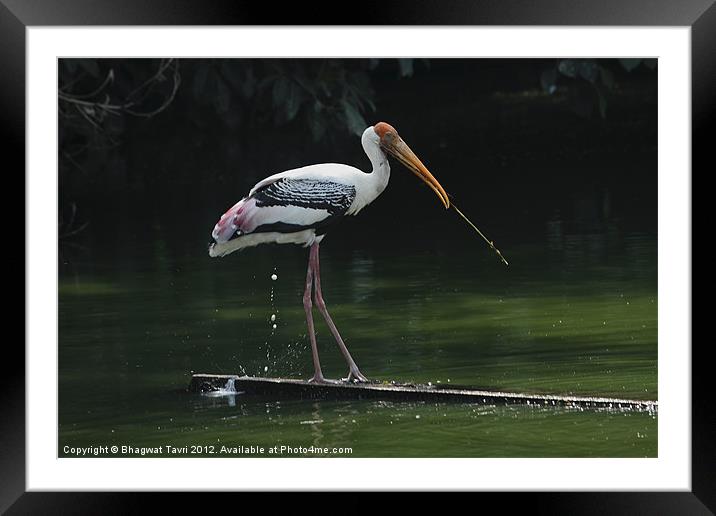 Painted Stork Framed Mounted Print by Bhagwat Tavri