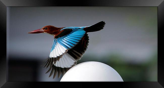 White-throated Kingfisher Framed Print by Bhagwat Tavri
