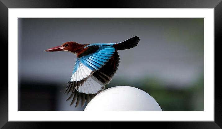 White-throated Kingfisher Framed Mounted Print by Bhagwat Tavri