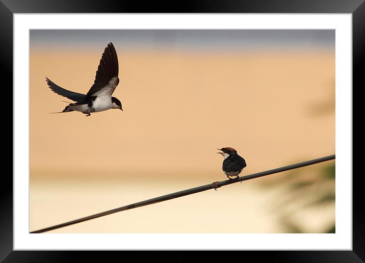 Wire-tailed Swallow Framed Mounted Print by Bhagwat Tavri