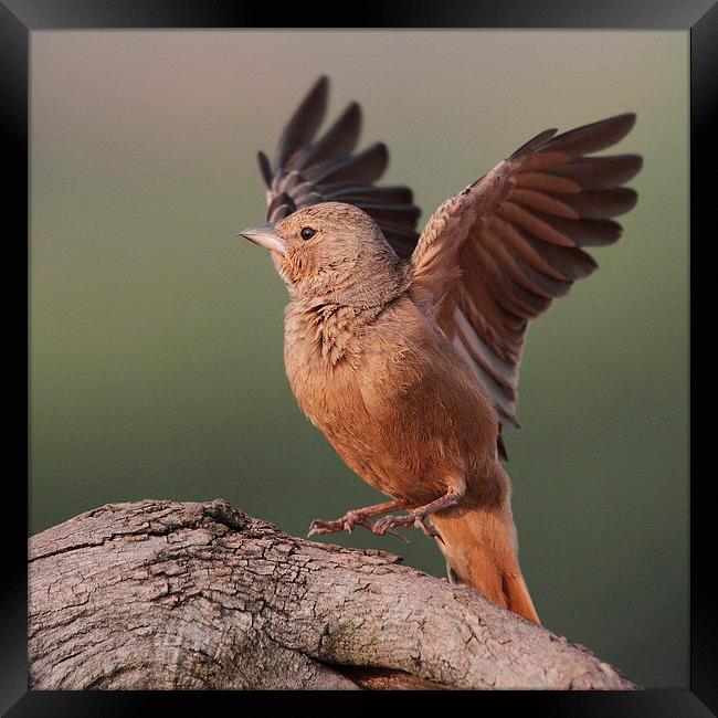 Rufous-tailed Lark Framed Print by Bhagwat Tavri