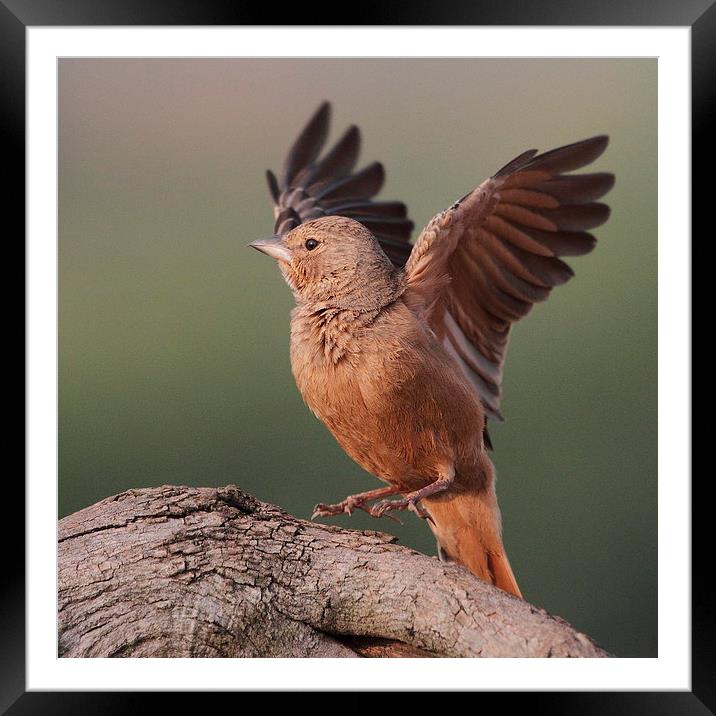 Rufous-tailed Lark Framed Mounted Print by Bhagwat Tavri