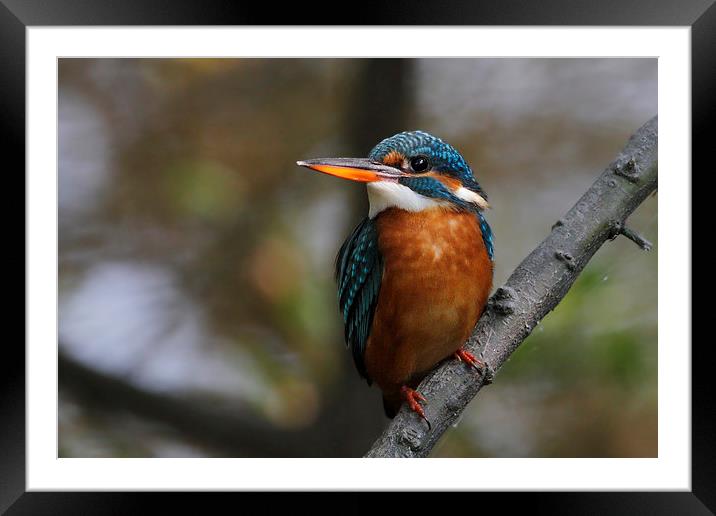 Common Kingfisher f Framed Mounted Print by Bhagwat Tavri