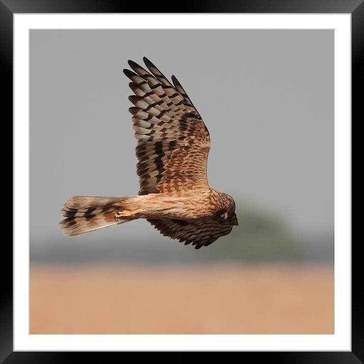 Montagus Harrier f Framed Mounted Print by Bhagwat Tavri