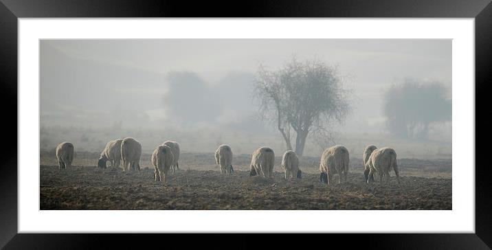 Sheep at D N P ..... Framed Mounted Print by Bhagwat Tavri