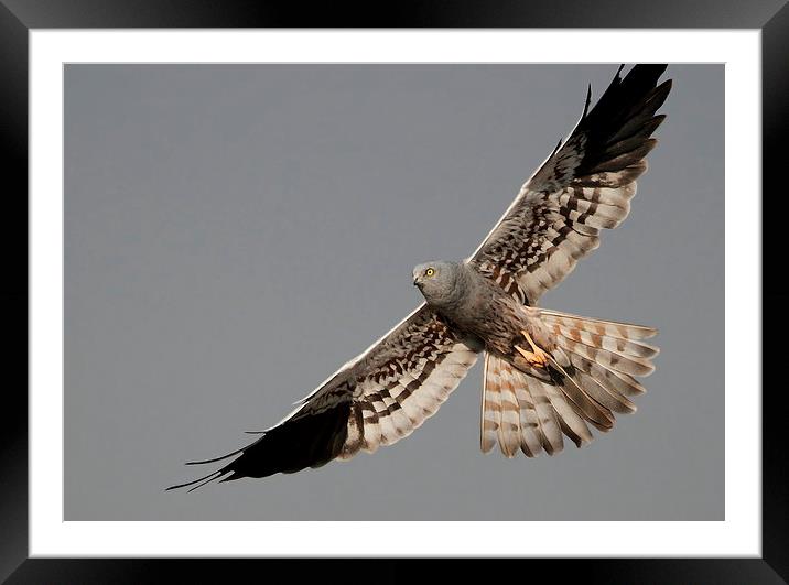 Montagus Harrier m Framed Mounted Print by Bhagwat Tavri