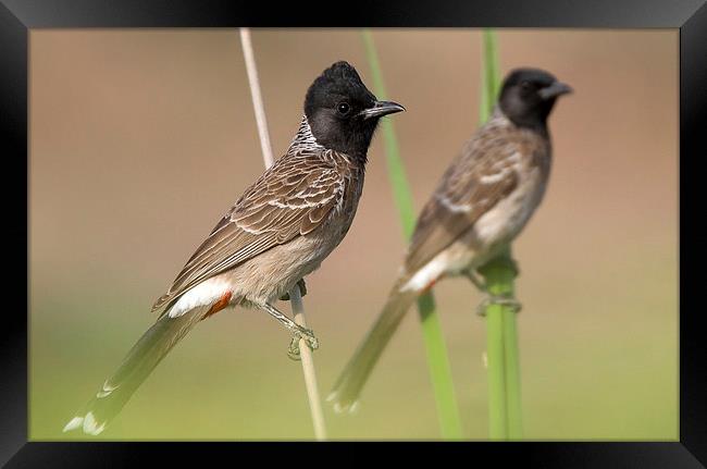 Red-vented bulbul Framed Print by Bhagwat Tavri