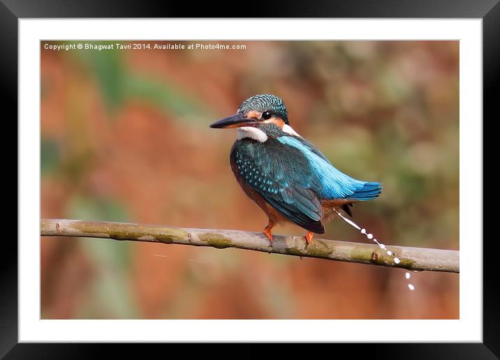  Common Kingfisher Framed Mounted Print by Bhagwat Tavri