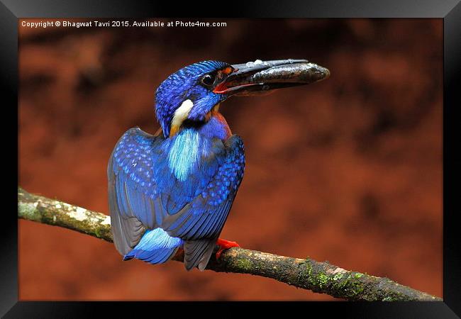  Blue-eared kingfisher m Framed Print by Bhagwat Tavri