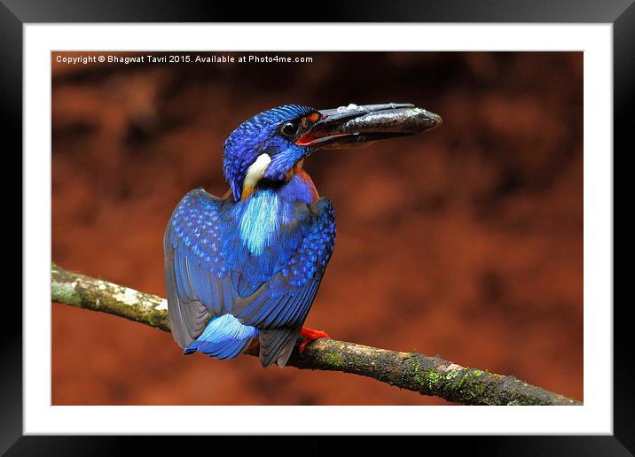  Blue-eared kingfisher m Framed Mounted Print by Bhagwat Tavri