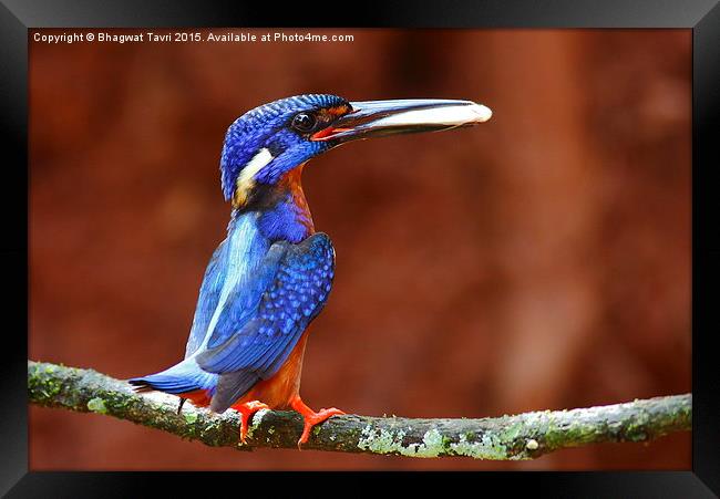  Blue-eared kingfisher m Framed Print by Bhagwat Tavri