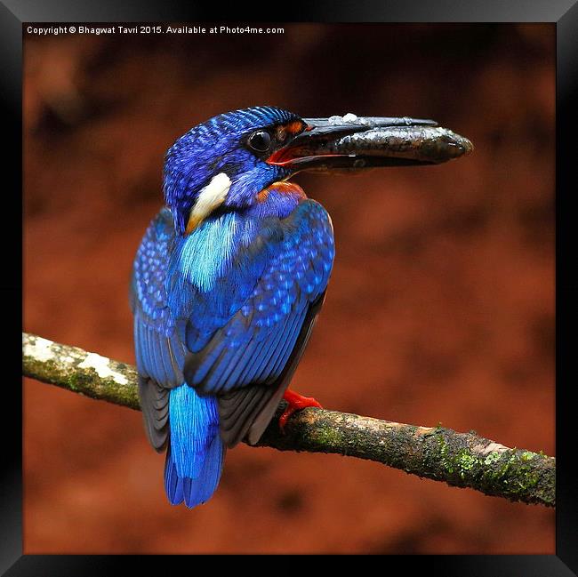  Blue-eared kingfisher m Framed Print by Bhagwat Tavri