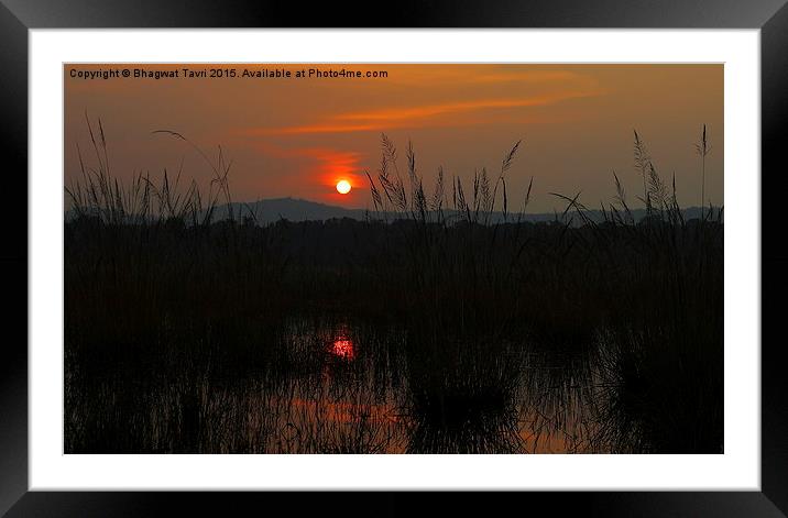  Nature's Gift..... Framed Mounted Print by Bhagwat Tavri