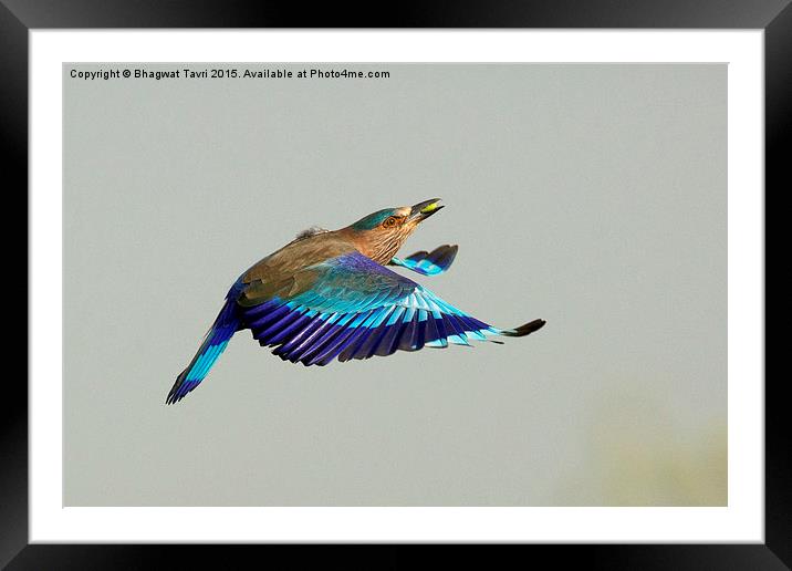  Indian Roller Framed Mounted Print by Bhagwat Tavri