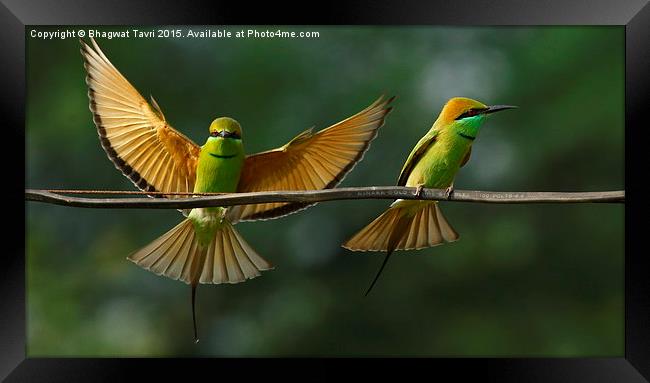  Green Bee-Eater Framed Print by Bhagwat Tavri