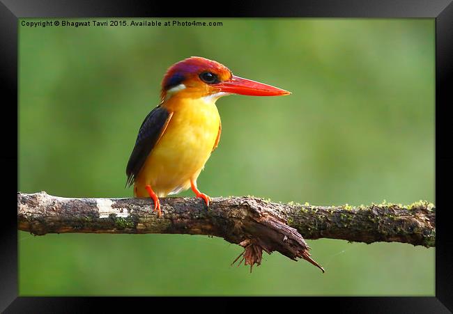  Oriental dwarf kingfisher Framed Print by Bhagwat Tavri