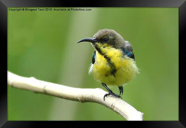  Purple sunbird m with eclipse plumage.... Framed Print by Bhagwat Tavri