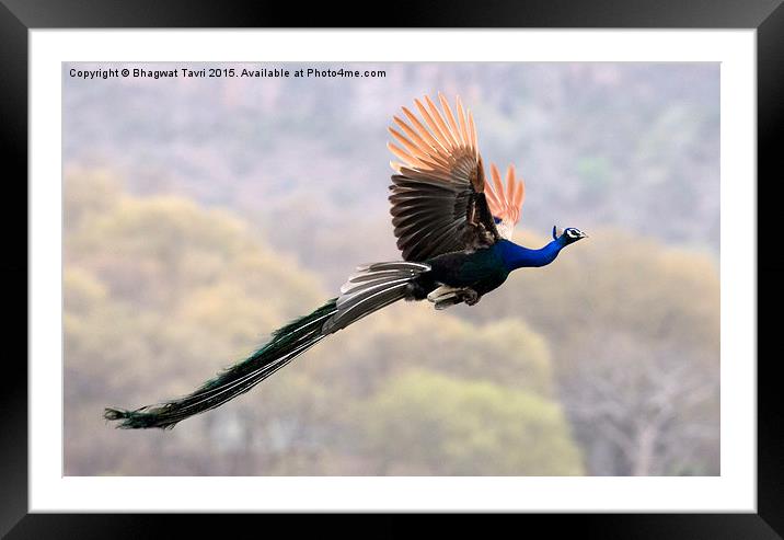  Indian peafowl m Framed Mounted Print by Bhagwat Tavri