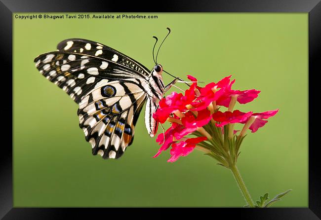 Common  Lime Butterfly Framed Print by Bhagwat Tavri