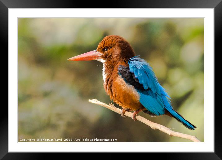 White-throated kingfisher Framed Mounted Print by Bhagwat Tavri