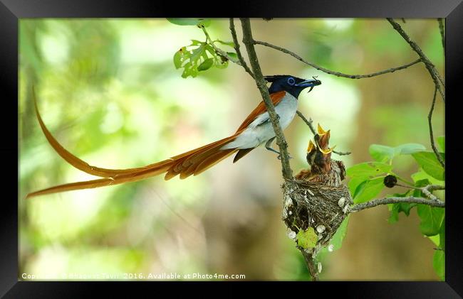Indian Paradise Flycatcher m with chicks.... Framed Print by Bhagwat Tavri