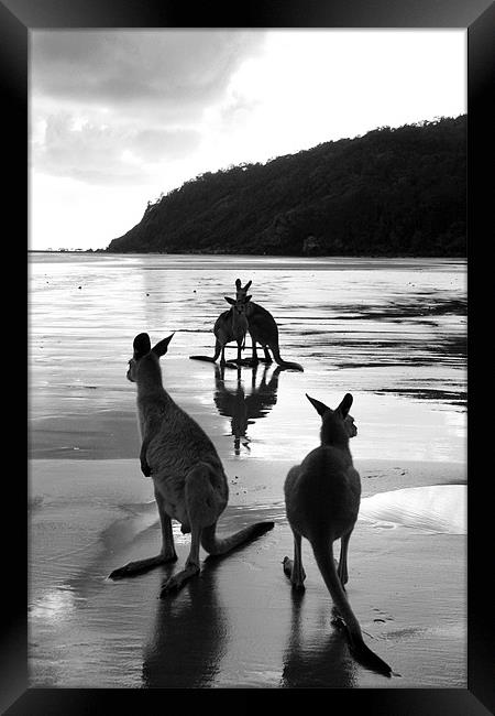 Kangaroos on the Beach  Framed Print by Victoria Ashman