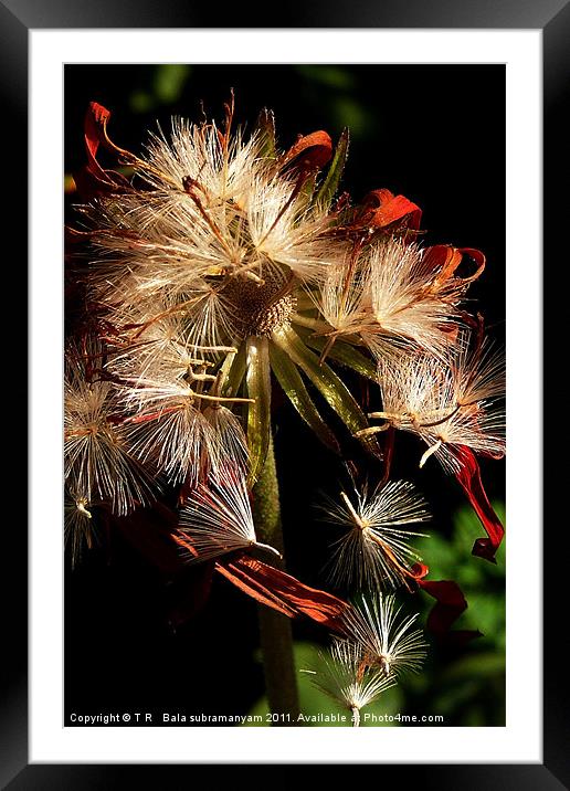 Gerbera Seeds Framed Mounted Print by T R   Bala subramanyam