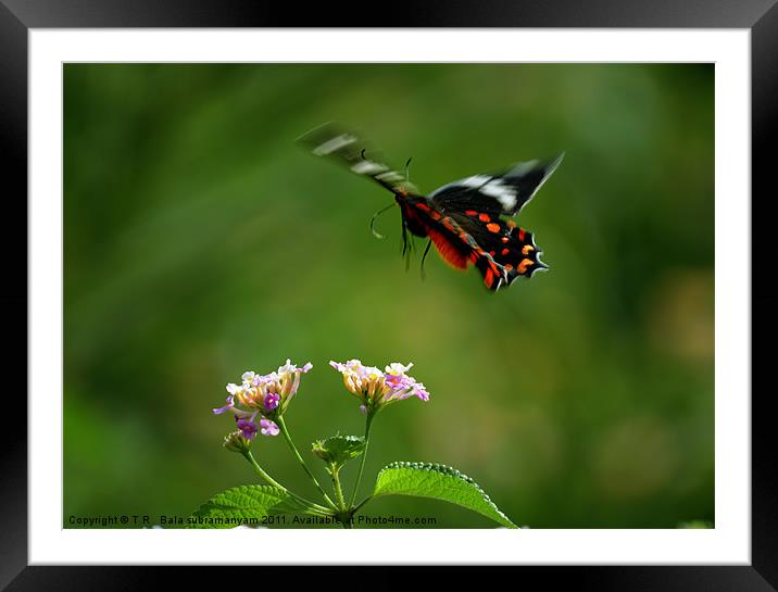 Crimson Rose Landing Framed Mounted Print by T R   Bala subramanyam