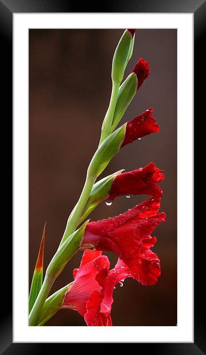 Gladiolus Framed Mounted Print by T R   Bala subramanyam