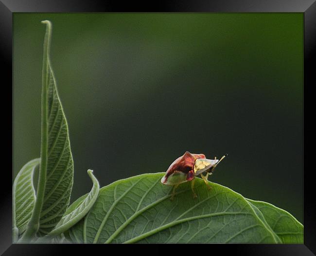 Tortoise beetles Framed Print by T R   Bala subramanyam