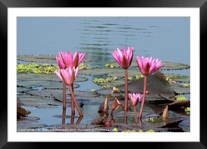 Water Lillies Framed Mounted Print by T R   Bala subramanyam