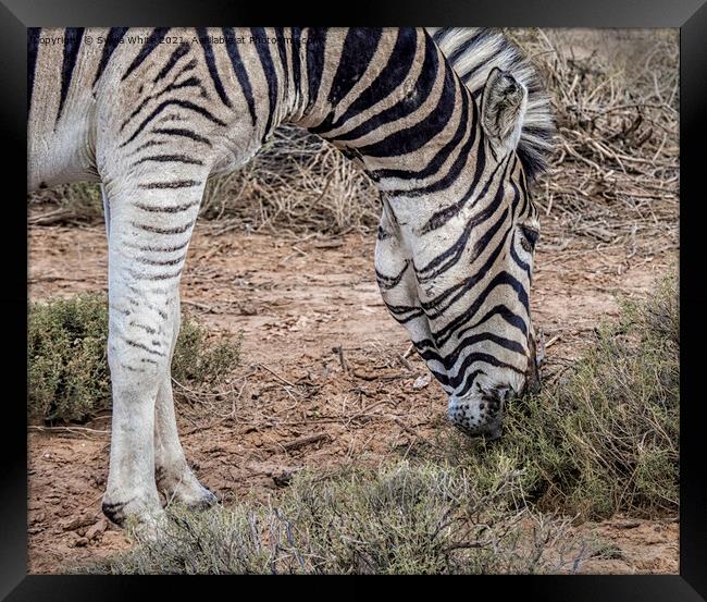 Zebra grazing Framed Print by Sylvia White