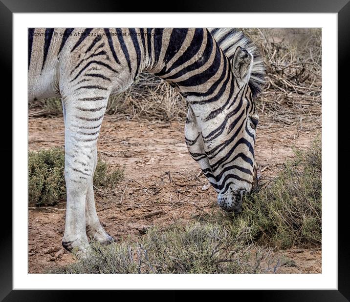 Zebra grazing Framed Mounted Print by Sylvia White