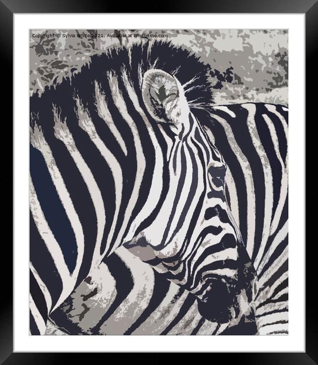 zebra art Framed Mounted Print by Sylvia White