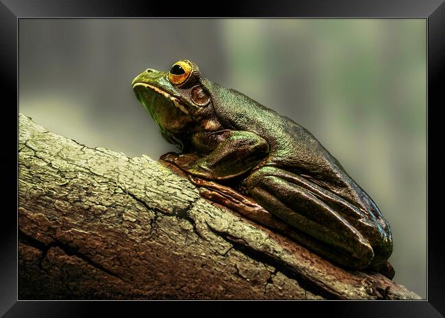 Frog on a Log Framed Print by Sylvia White