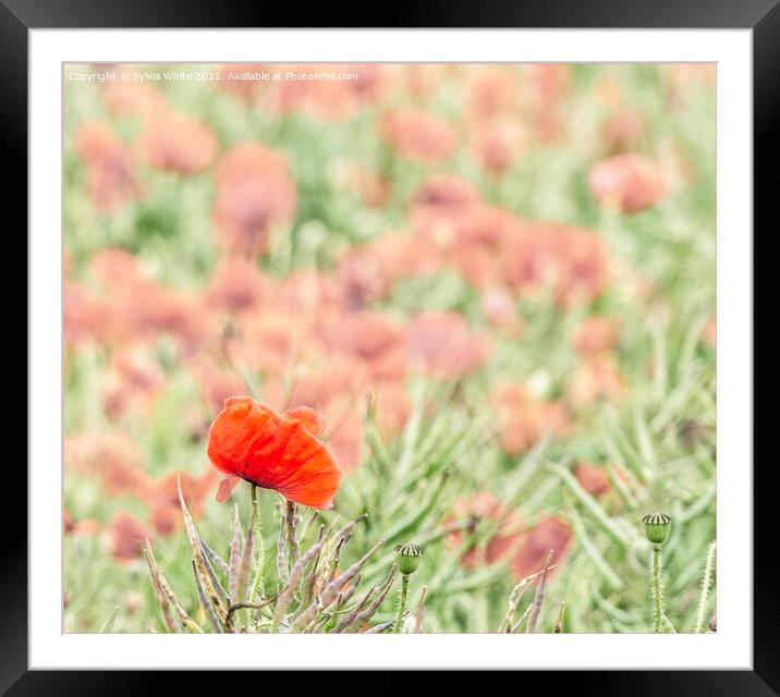 The Poppy Field Framed Mounted Print by Sylvia White