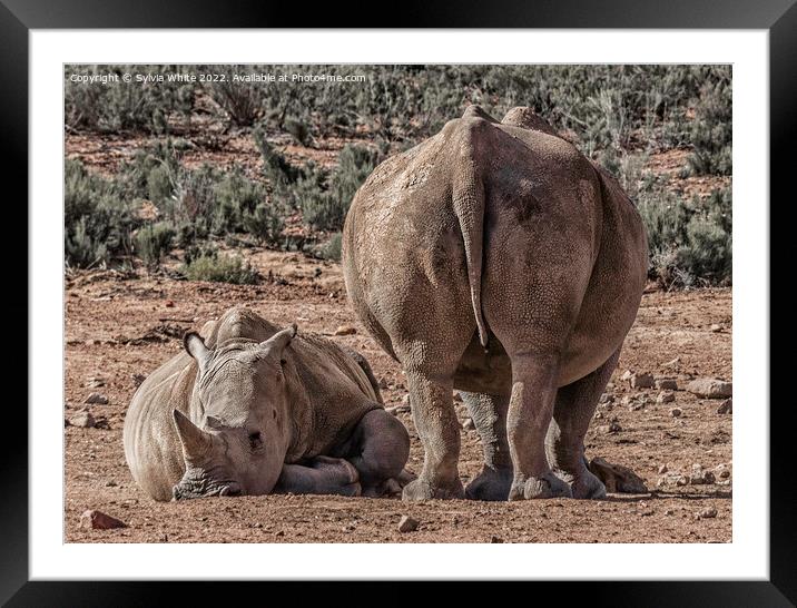 resting rhinos Framed Mounted Print by Sylvia White