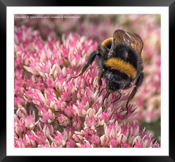 bee Framed Mounted Print by Sylvia White