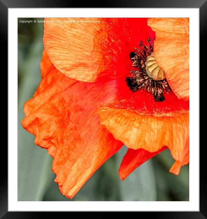 Poppy Framed Mounted Print by Sylvia White