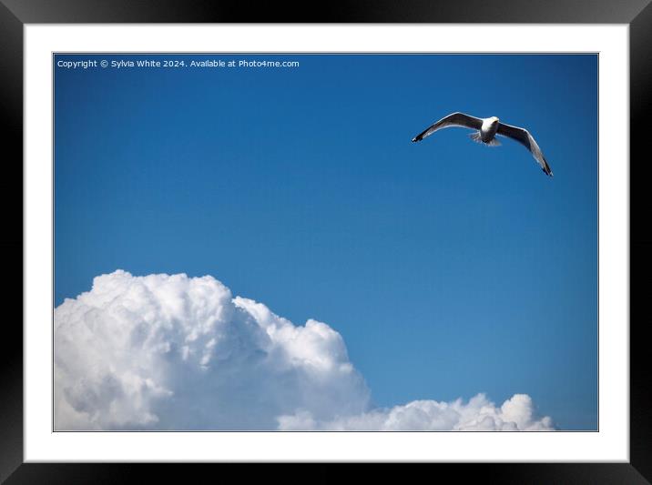A bird flying in the sky Framed Mounted Print by Sylvia White