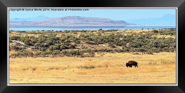 The Big Country Framed Print by Sylvia White