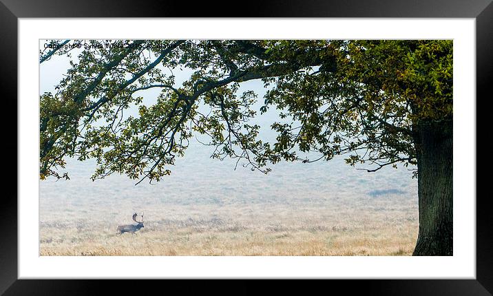  Fallow Deer : Petworth Park Framed Mounted Print by Sylvia White