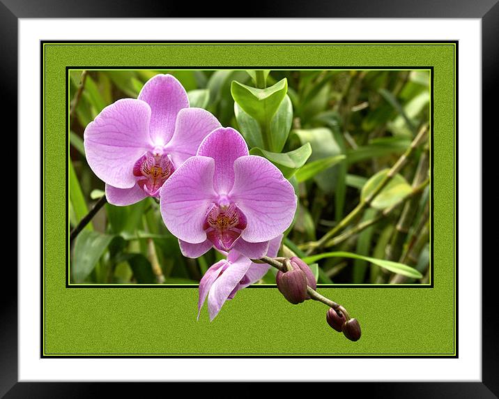 Pink Orchid Framed Mounted Print by Steve White