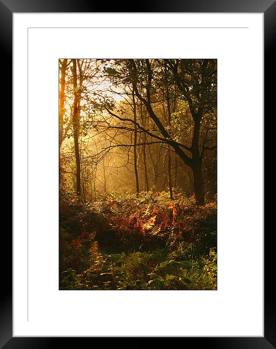 Oxford Summer Morning  Framed Mounted Print by Rodney Tonge
