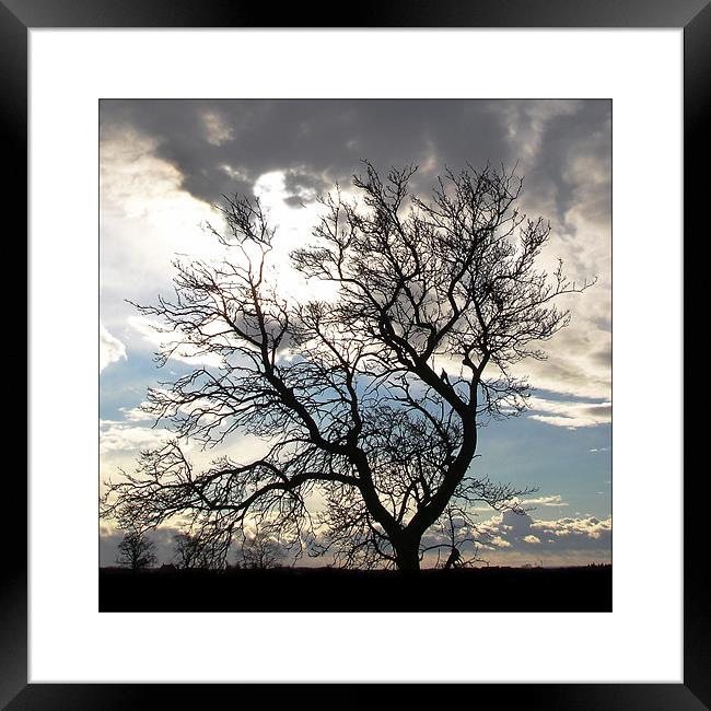 Tree Silhouette  Framed Print by Rodney Tonge