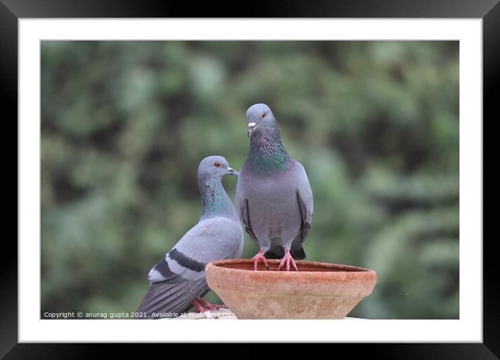 pigeons Framed Mounted Print by anurag gupta